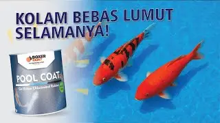 KOLAM BEBAS LUMUT!! Video Aplikasi Cat Kolam BOXER Pool Coat CR-12 SB