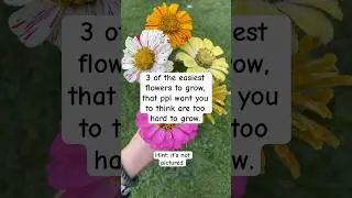 3 easy (unexpected) flowers to grow.