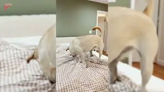 Dog Adorably Searches for Cat Sneaking Under Bedsheet - 1778857