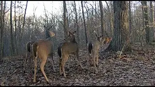 Next Turn Outdoors Trail Cam Deer.