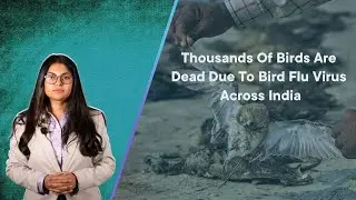 Thousands Of Birds Are Dead Due To Bird Flu Virus Across India