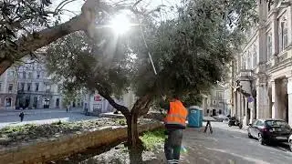 Masline u Puli dobivaju zimski tretman