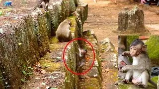oh no! Pity baby monkey Jessie fell down to the ground from high place, What happens to the baby