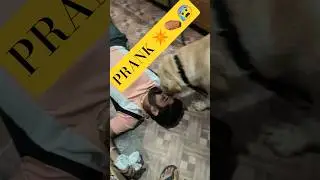 Scary😰 Prank on My DOG🐕! #prank #dogprank #death