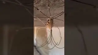 Утренний туалет паукообразного сенокосца Opiliones. Всем умываться и чистить хелицеры