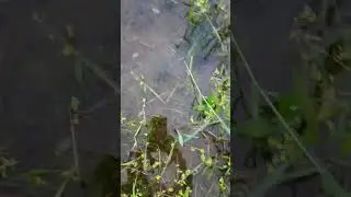 River Fish #fish #fishtrap #fishtrappingskills #shortsfeed
