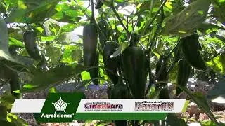 Cultivo de Chile en el estado de Hidalgo, Araceli Quiñonez