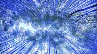 10 Hours Relaxing Music For Stress Relief Dissolve Negative Thoughts Study Music Meditation Sleep