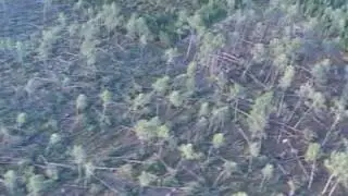 Forests devasted by storms in south-west France
