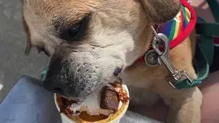 Welcome To Jb's Doggie Delights!