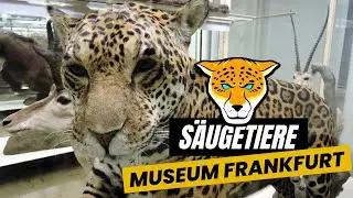 Senckenberg Naturmuseum Frankfurt
