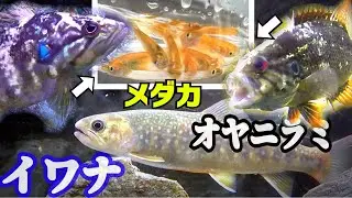 オヤニラミとイワナの水槽にメダカ投入。イワナが予想外の…
