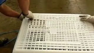 Chicken crates for transportation chickens