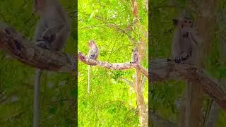 Observation is the best way for learning #monkey #animals #learning #observation #nature #wildlife