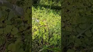 Poison Ivy Killer #roundup #poison #poisonivy #killer #weed #weedkiller #diy #review #test
