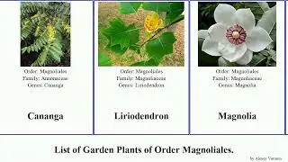 Garden Plants of Order Magnoliales