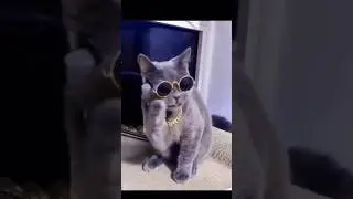 Indian cat. Fan of Indian films. Cat. Индийский кот 🐱