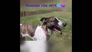Join Dr. Dennis T.(Tim)Crowe,DVM,DACVS to know that how much Our Pets love Kangen Water🐕&zwj;🦺🐈&zwj;⬛🐈🐎🐬🐠🕊🐓🐦