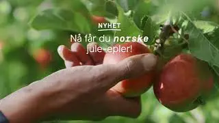 Norske jule-epler