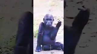 MIRIP SIAPA INI ?🤭#shorts #videobikinketawa #kocak #lucu #gokil #ketawa #unik