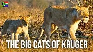 Cheetah Brothers, Leopard Cub & Brutal Lion Kill 🐆🦁 | CHAPTER 11 - Wildlife Adventures
