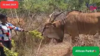 African Parks à Chinko