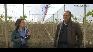 Ingrossamento del rachide in uva da tavola, come e quando operare?
