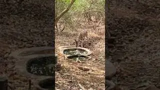 Watching #wildlife from hide in #Mumbai forest at #bnhs #cec