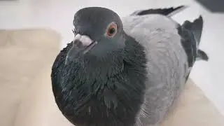 Birb Pigeon Close up