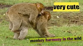 interactions between animals are very cute | monkey ~ MultiAnimals