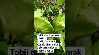Cambuci-Təbii enerji qaynağı.Faydasını rəydə yazmışam.Kanala abunə olmaq yaddan &ccedil;ıxmasın,dostlar
