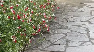 Hummingbird enjoying the blooming Salvia microphylla 'Hot Lips' in courtyard of FBC Pasadena