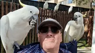 Footsy the wild cockatoo tries to get a feed again. Good arvo birbies take 2