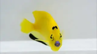 Сегодня я расскажу о морской рыбе — скалярии-флагфине (Apolemichthy trimaculatus).