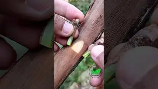 Grapevine grafting and budding techniques best ever #grafting #budding #grape #shorts