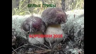 Белые грибы - Боровики 2019