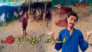 Cow and Goat Shelter | Village Life Vlog😭 Sindhi mein