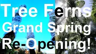 Tropical Garden UK: Tree Fern - Spring Grand Re-Opening and removal of Winter Protection