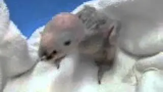 Yellow Crowned Amazon baby hatched 4/6/2014