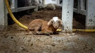 SENATE SPEECH - Export Control Amendment (Ending Live Sheep Exports by Sea) Bill 2024