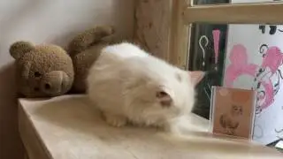 Caturday Cat Cafe - Bangkok