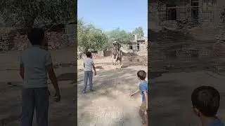 #horse #trending #shorts #marvadihorse #kathiawari_horses #viralvideo #indiahorse #explorepage