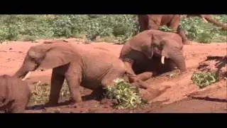 Dumbo Gets Mad - Plumy Tale on BBC1 Planet Earth Live