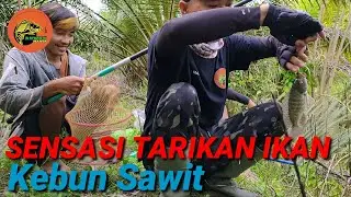 sensasi tarikan ikan kebun sawit