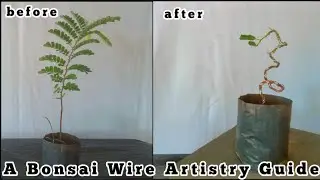 Transforming Tamarind: A Bonsai Wire Artistry Guide | story64