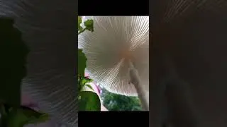 I like to take picture. (mushroom) #shortsvideo