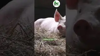 Ma 40 ha i świnie
