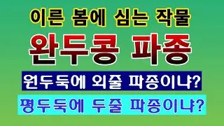 [텃밭농부. 1,351]  이른봄에 심는 완두콩 파종하는 방법. 원두둑 외줄심기 #완두콩재배