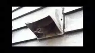 Http://Hvwildlife.com Bat Removal Company in Albany, NY