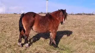 HORSE